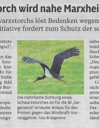 Schwarzstorch wird nahe Marxheim gesichtet